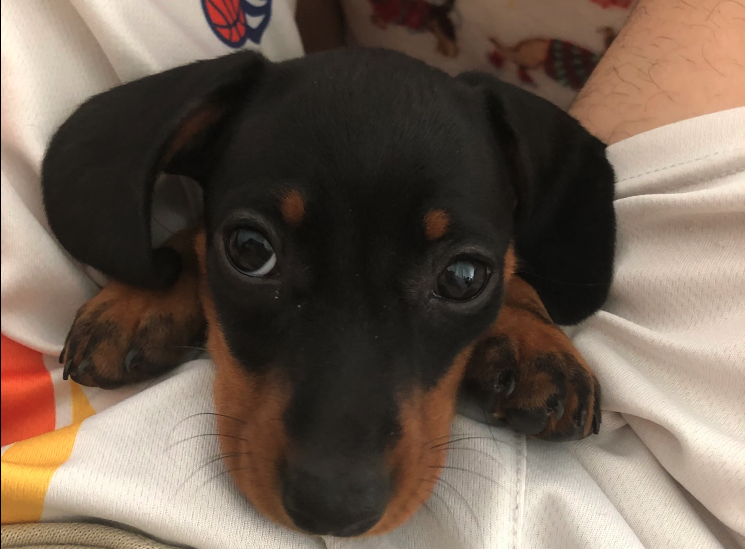 dachshund o Teckel el perro que todo el mundo desea
