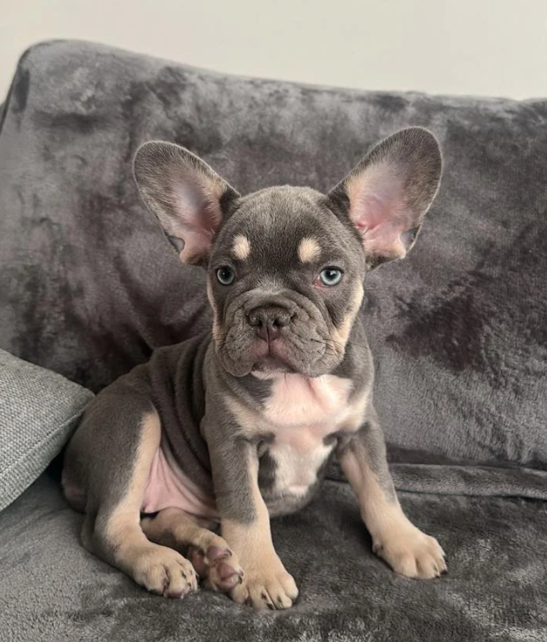 bulldog francés criadero badalona