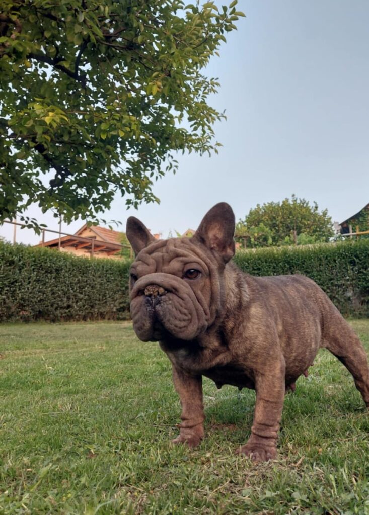 Big Rope Bulldog francés Criadero en España