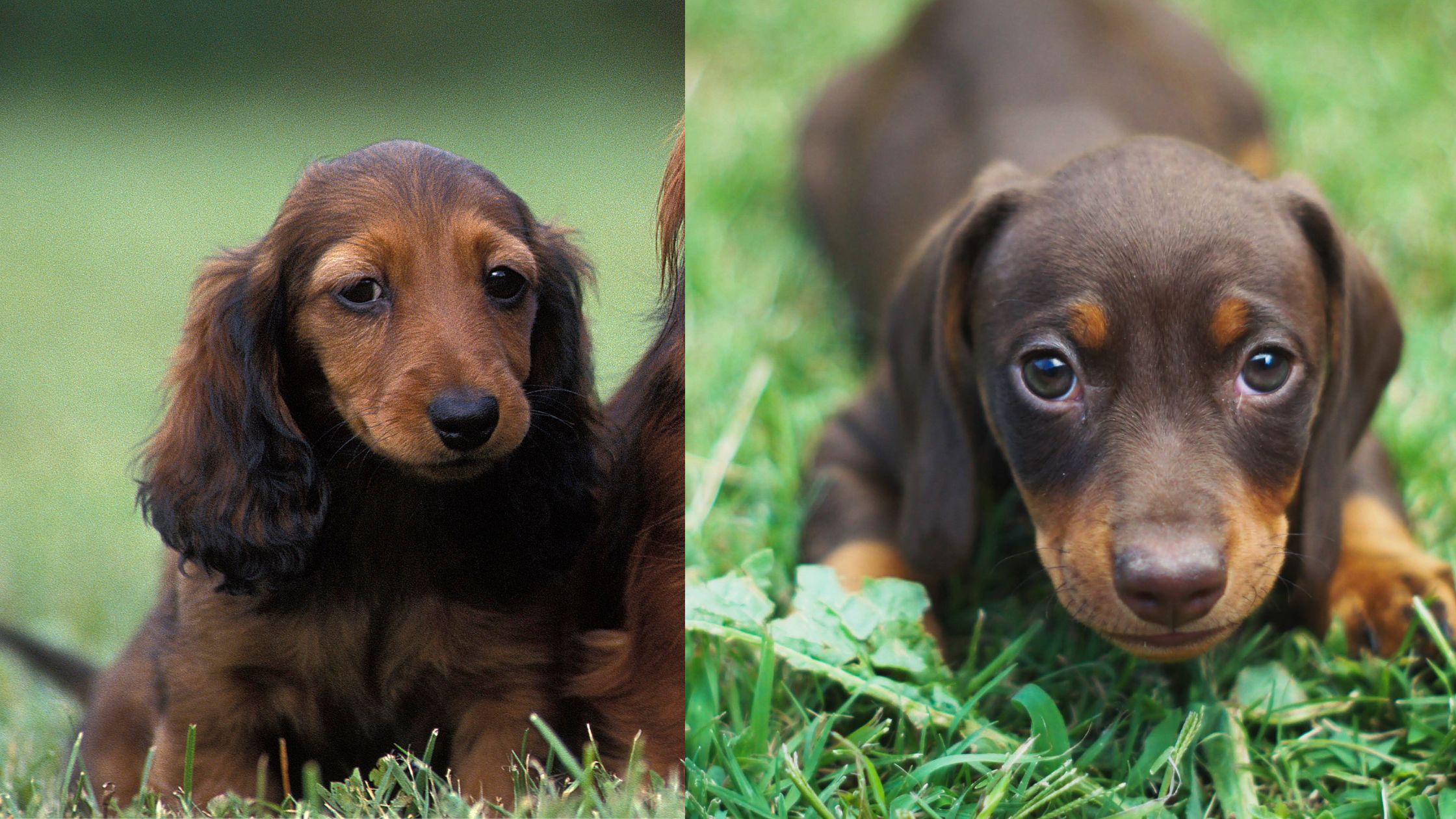 Cachorros Teckel mini y kanichen: ¿pelo corto o pelo largo?