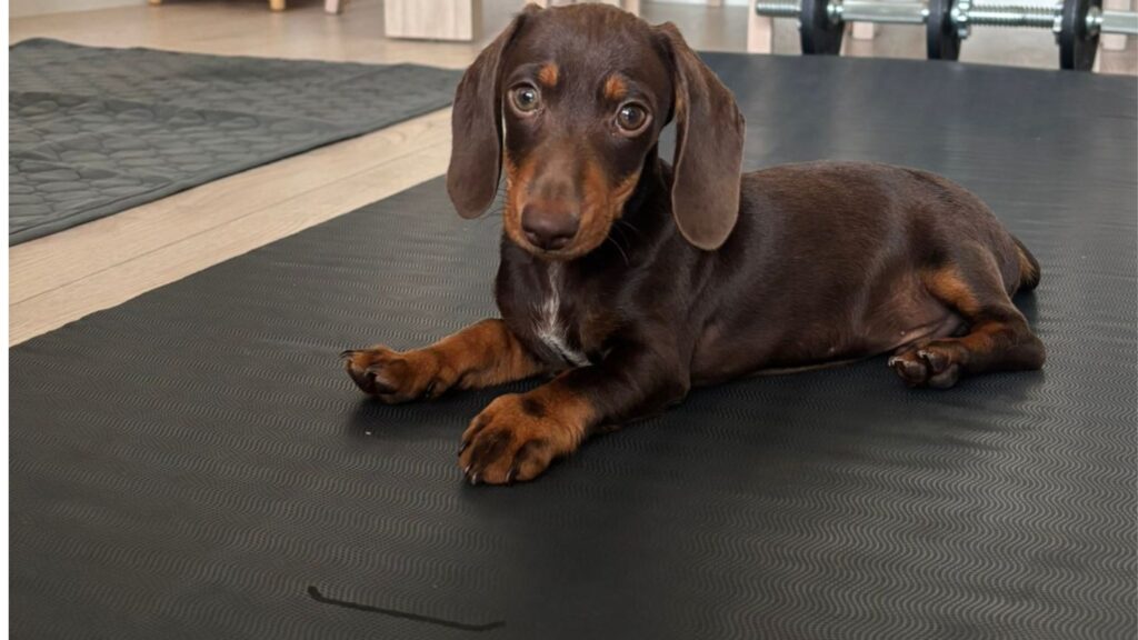 Teckel Mini y Kaninchen | cachorros de bogdana