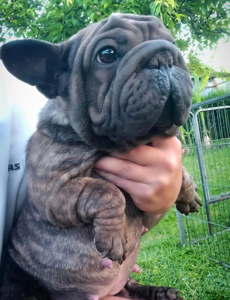 Bulldog francés Big Rope en España Cachorros de Bogdana