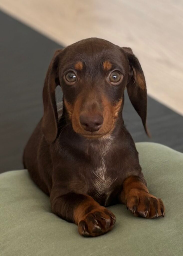 Teckel Chocolate | Cachorros Mini y Kaninchen