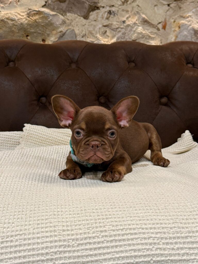 bulldog francés chocolate rojo | Bogdana cachorros
