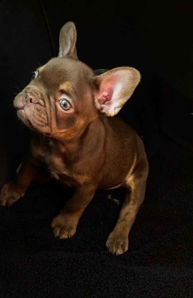 bulldog frenchie rojo chocolate san cugat del vallès