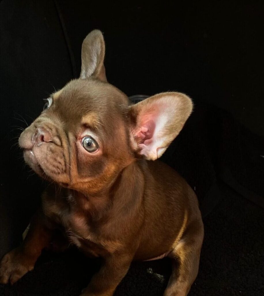 bulldog frenchie rojo chocolate san cugat del vallès