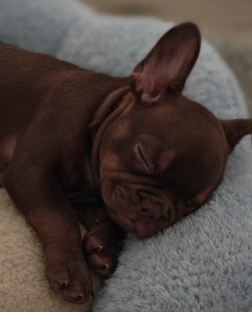 french bulldog rojo chocolate