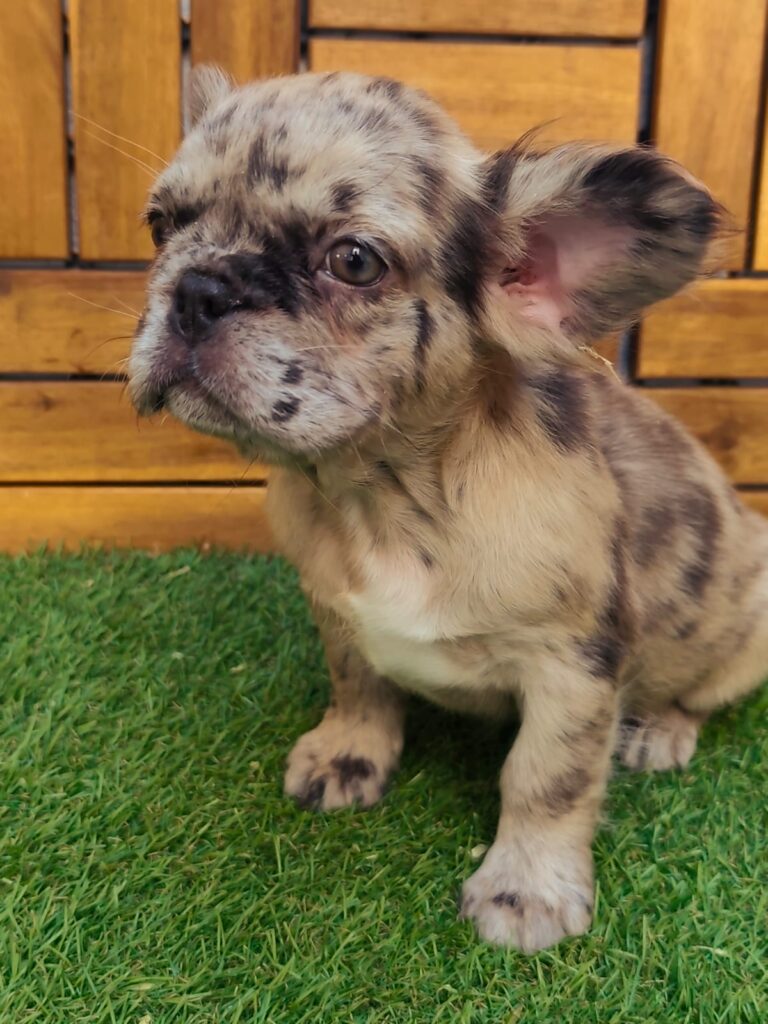 Criadero bulldog francés fluffy | Cachorros de Bogdana