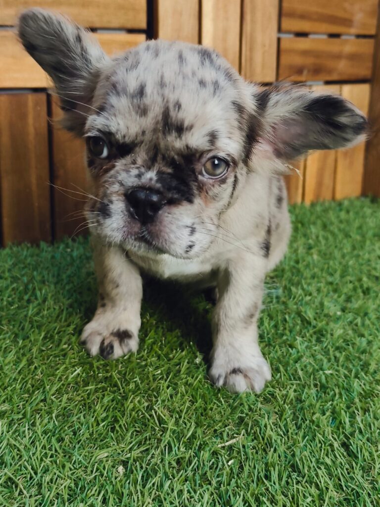 Fluffy bully | Cachorros de Bogdana