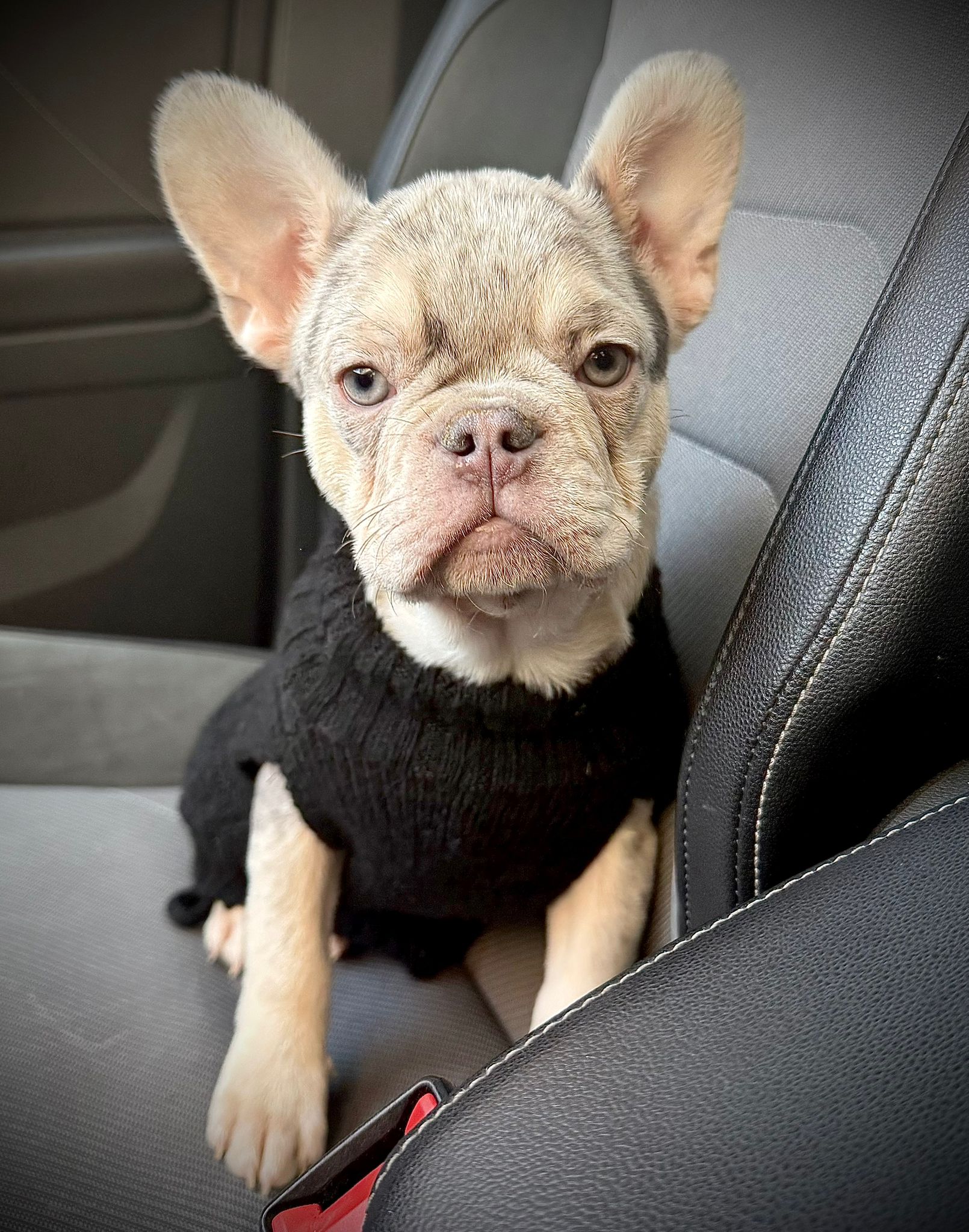 Fluffy bulldog francés España | cachorros de bogdana