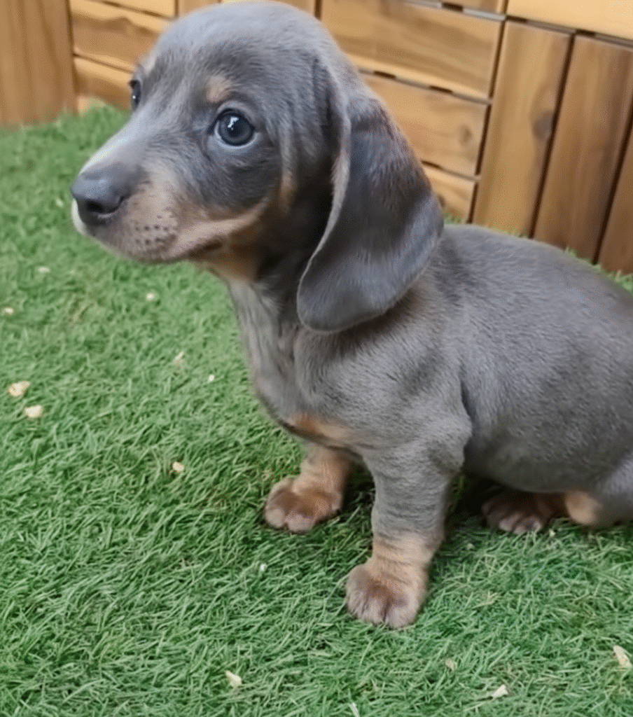 teckel blue | Cachorros de bogdana