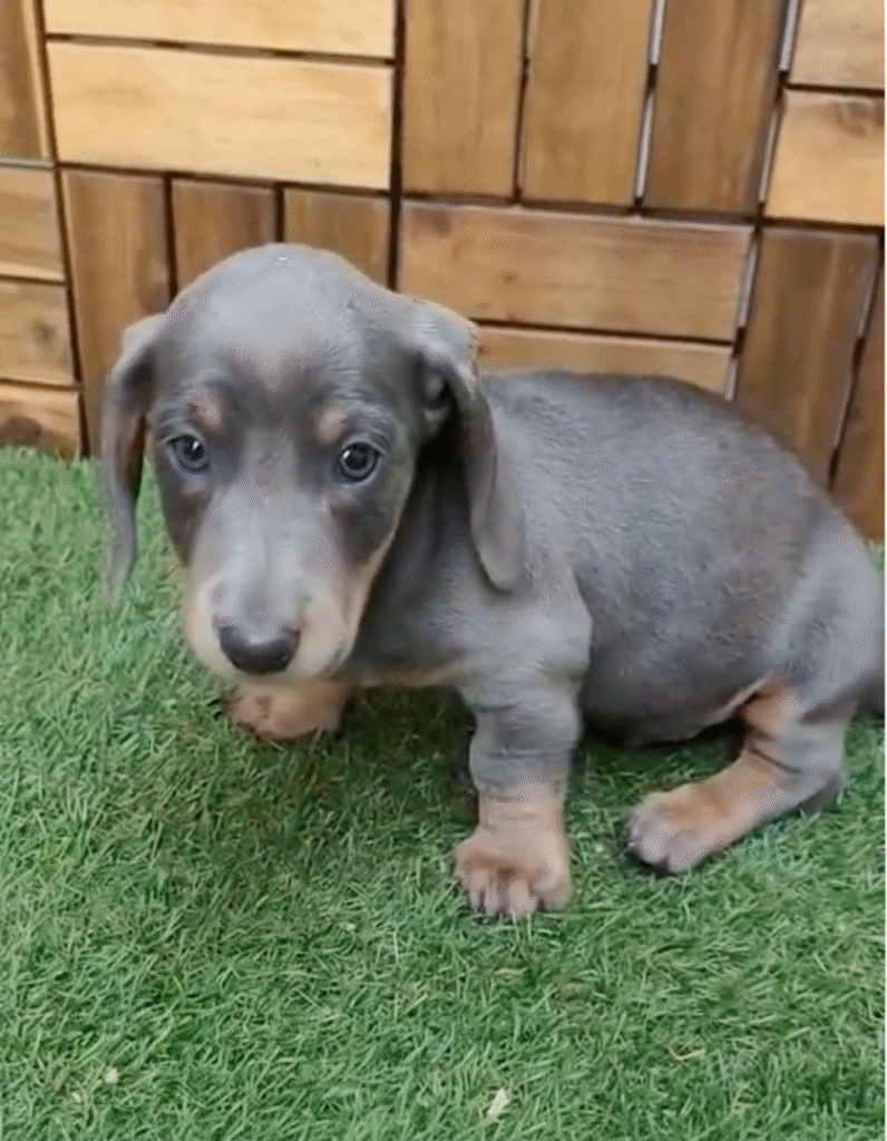 teckel blue cachorros de bogdana