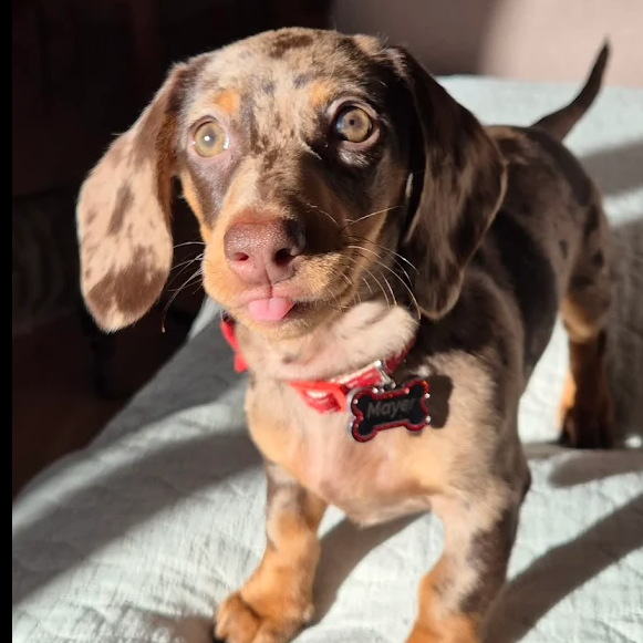 Teckel en madrid | Criadero de Teckel