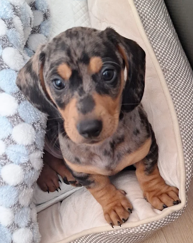 Teckel Arlequín | cachorros en venta
