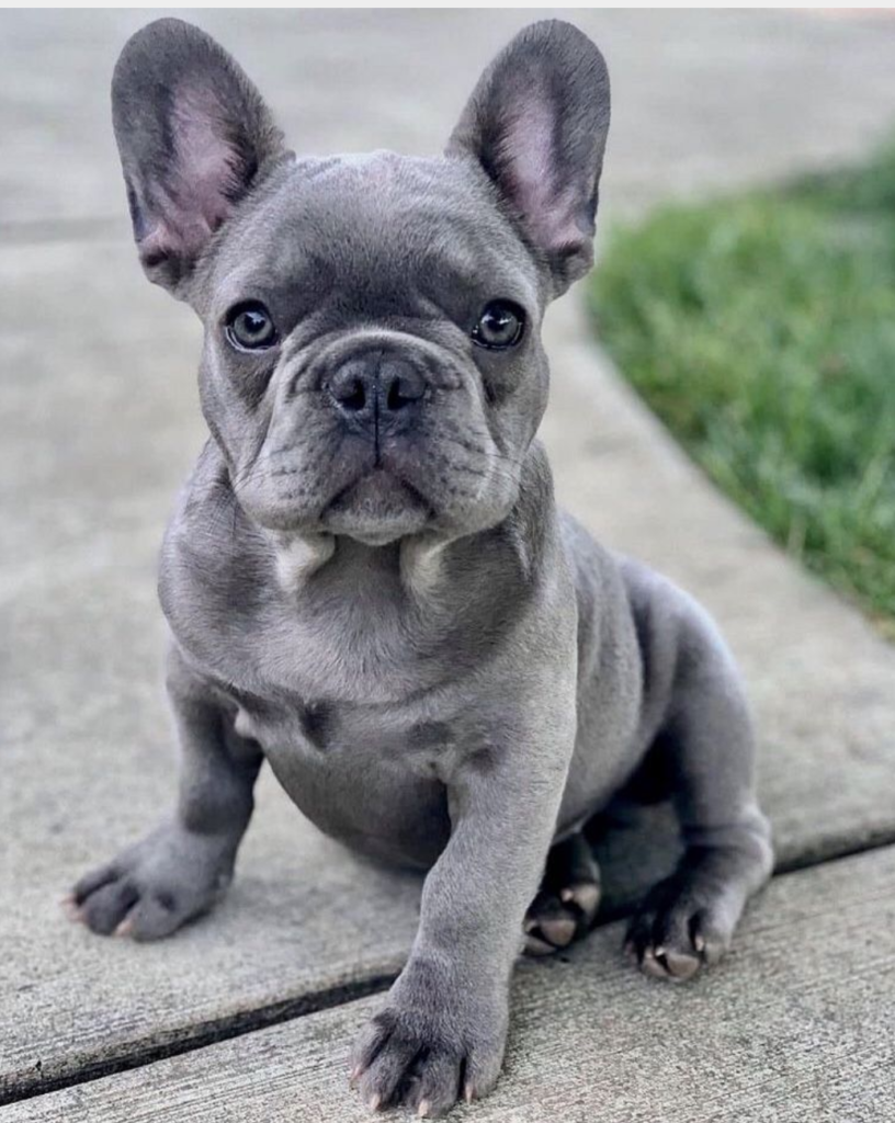 Criadero cachorros bulldog francés Toledo