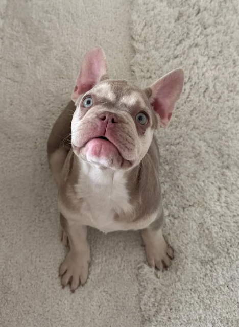 Bulldog francés es un buen animal de compañía?