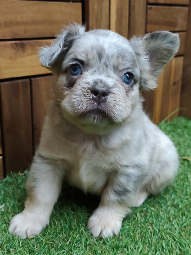 bulldog fluffy en venta Murcia Criadero de Bulldog
