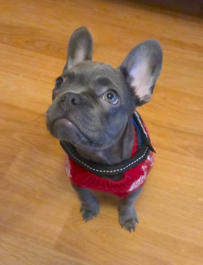 Bulldog francés Criadero de Bulldog francés