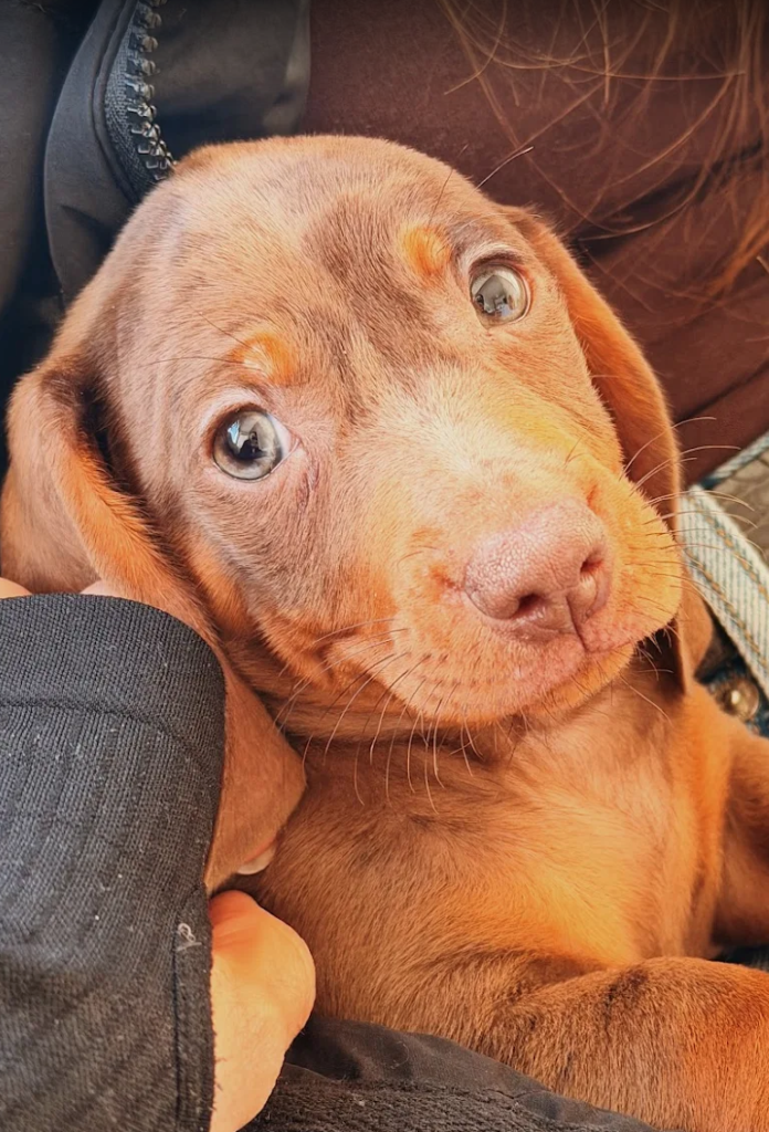 Criadero de perros salchicha Cachorros de Bogdana