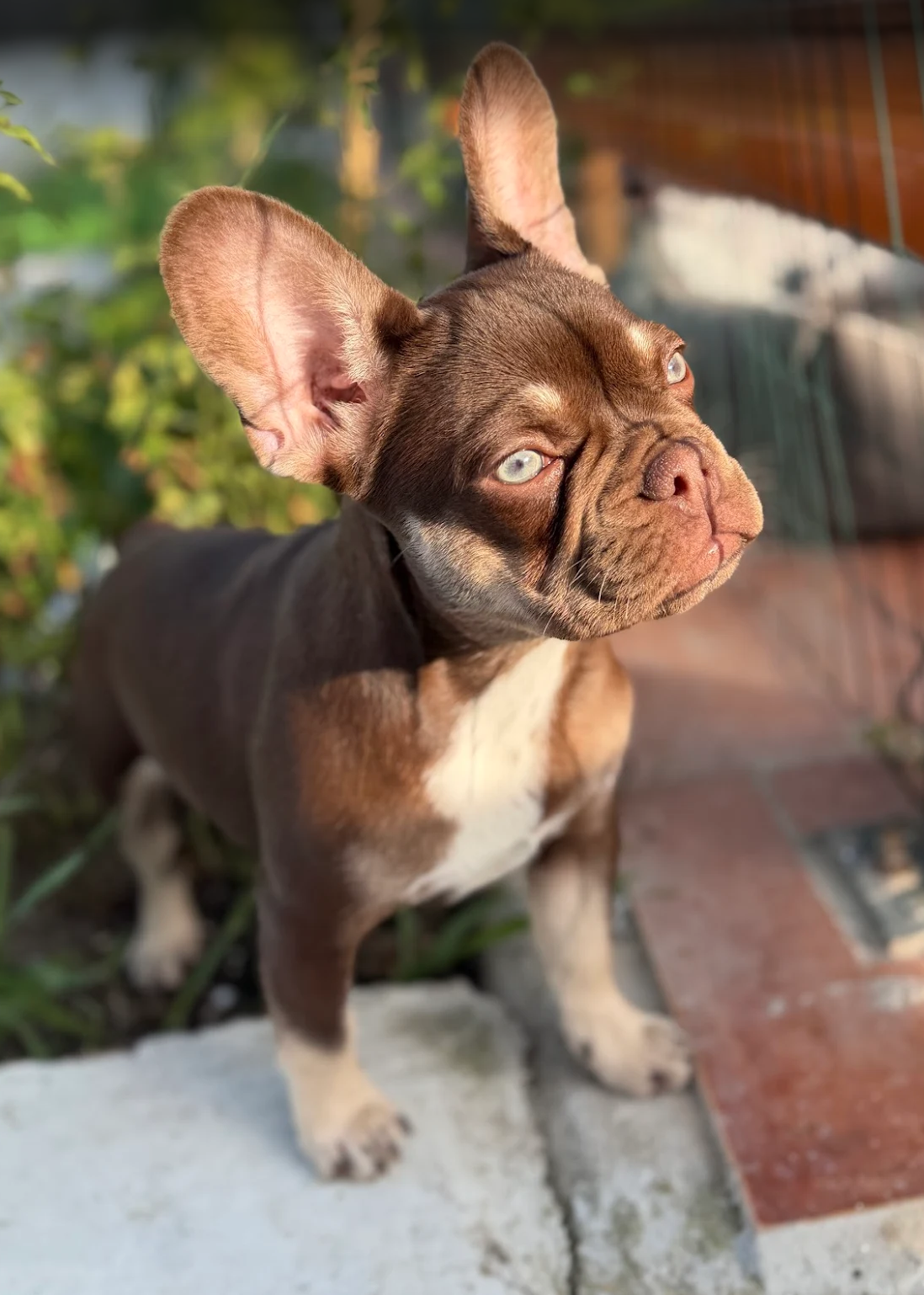 bulldog francés rojo bulldog francés rojo