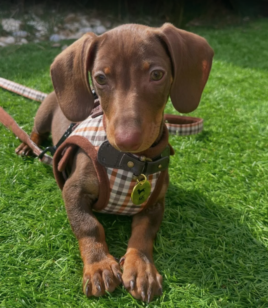 teckel kaninchen Cachorros de Bogdana