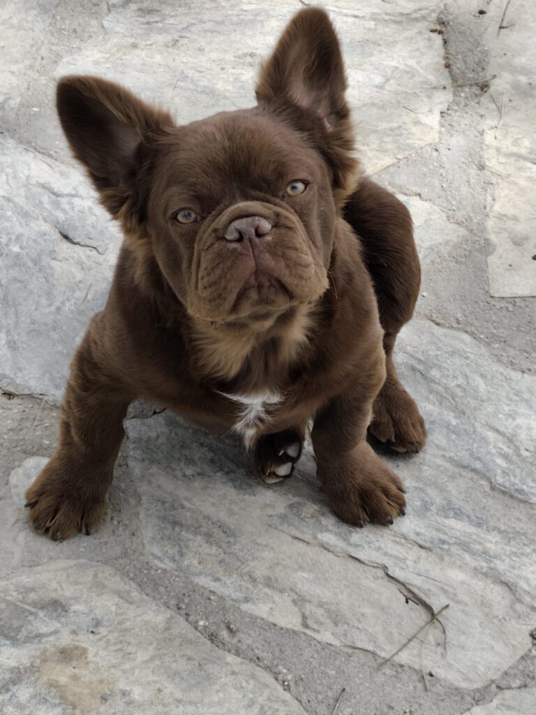 bulldog frances Fluffy chocolate Rojo