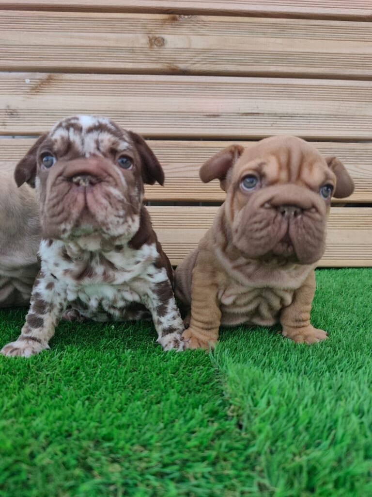 bulldog francés big rope Cachorros Comprar