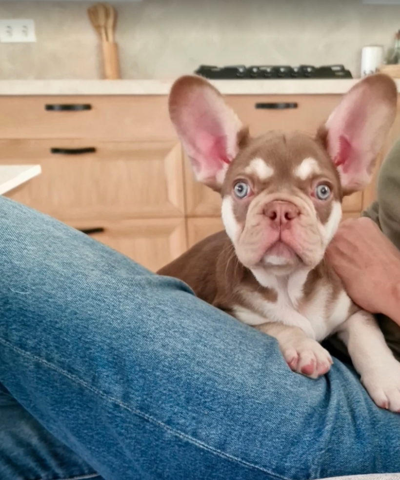 raza canina bulldog francés