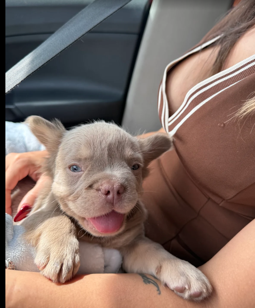 bulldog francés fluffy