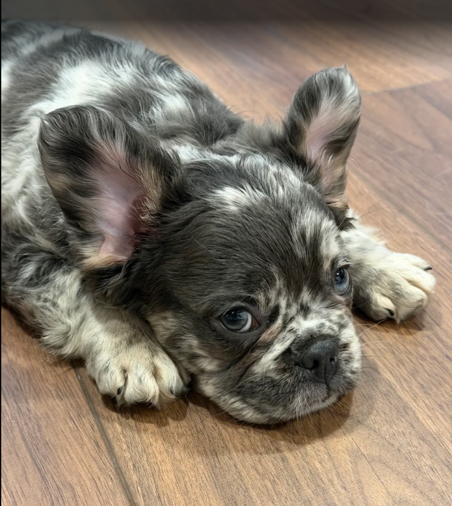 Bulldog francés fluffy