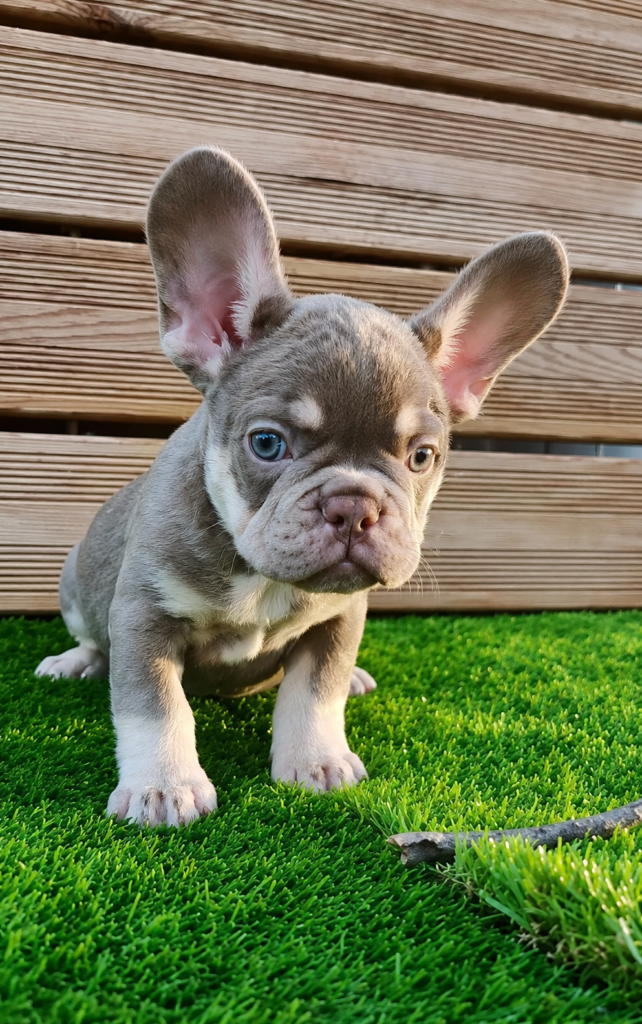 bulldog francés new shade Cachorros de bogdana