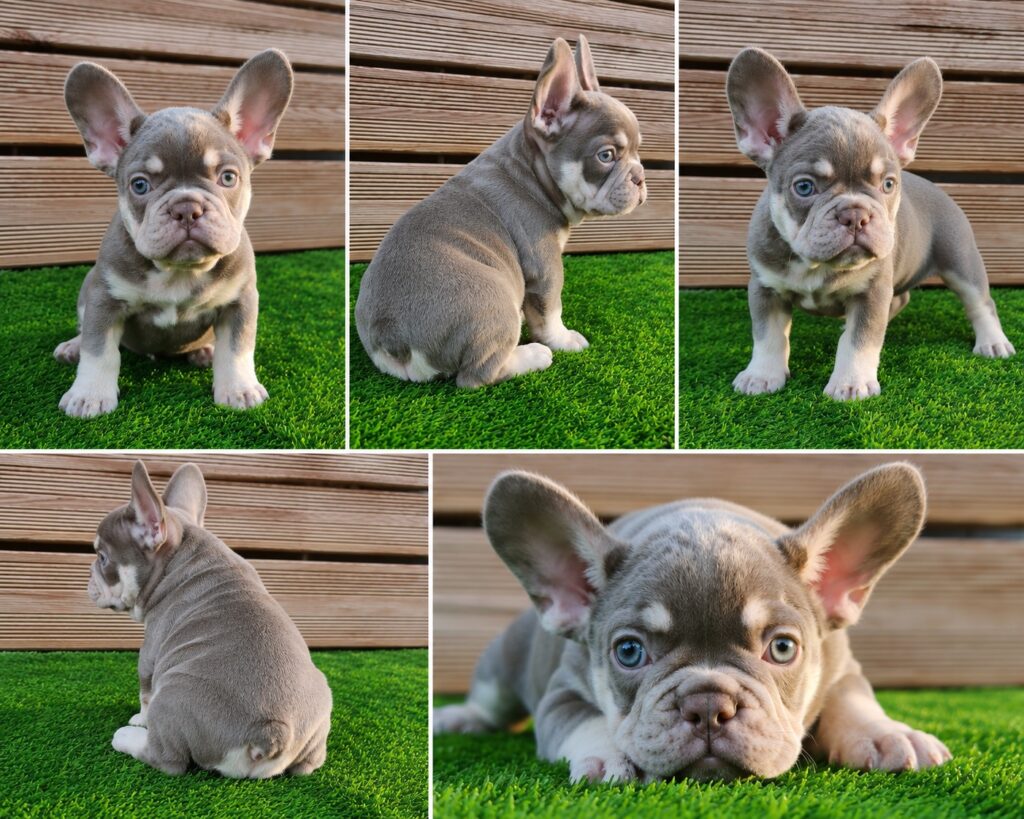 bulldog francés new shade | cachorros de Bogdana